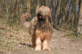BRIARD 006